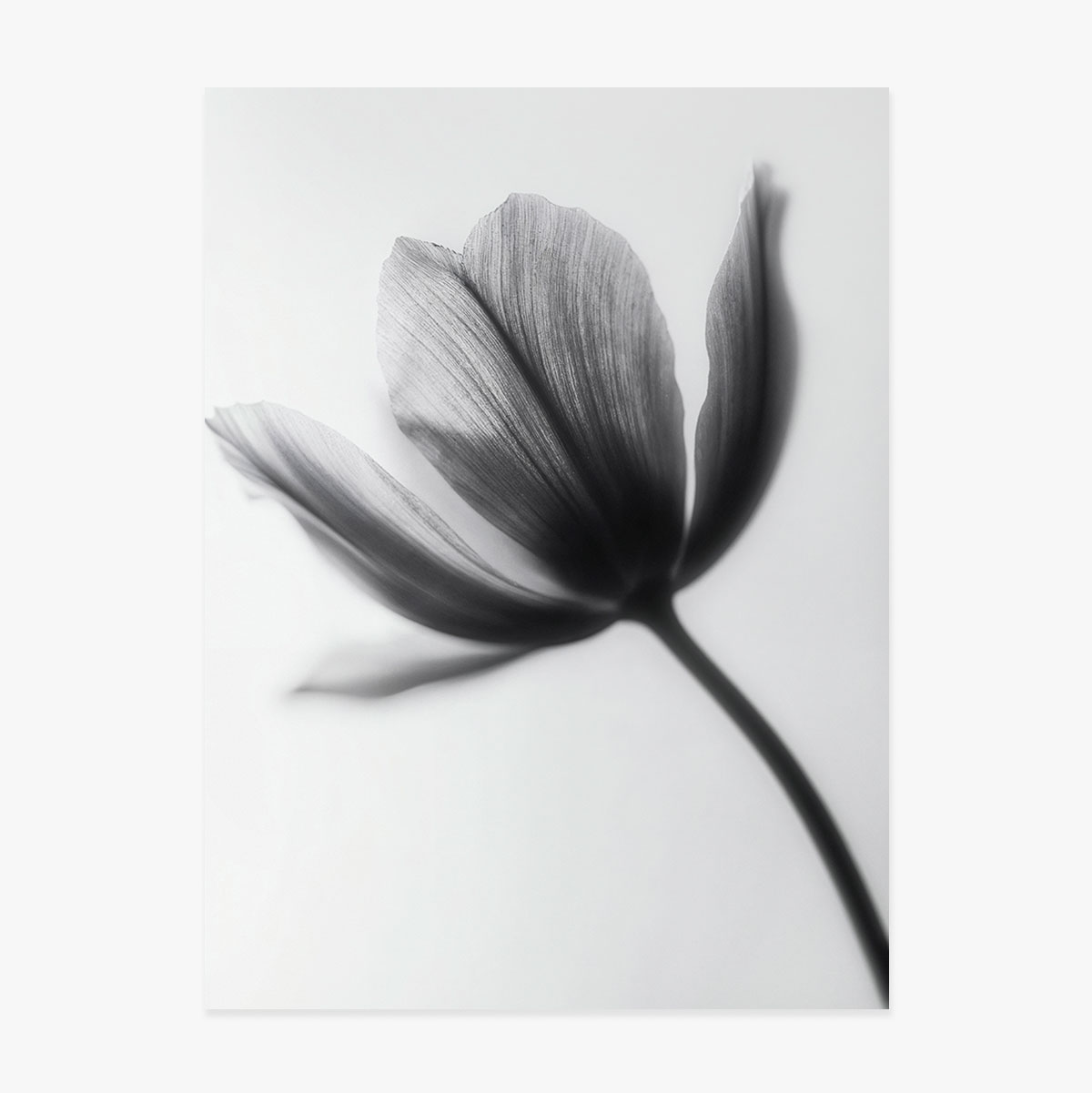 Black and white flower poster