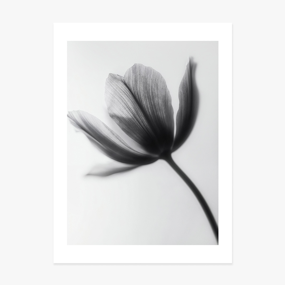 Black and white flower poster