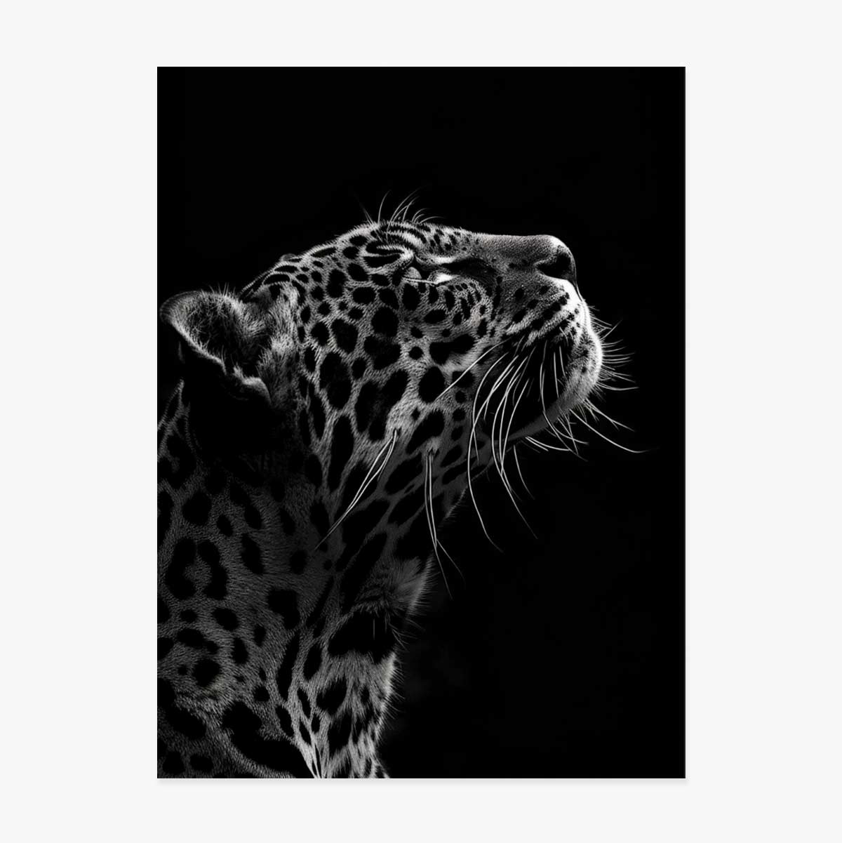 Poster Black and White Jaguar