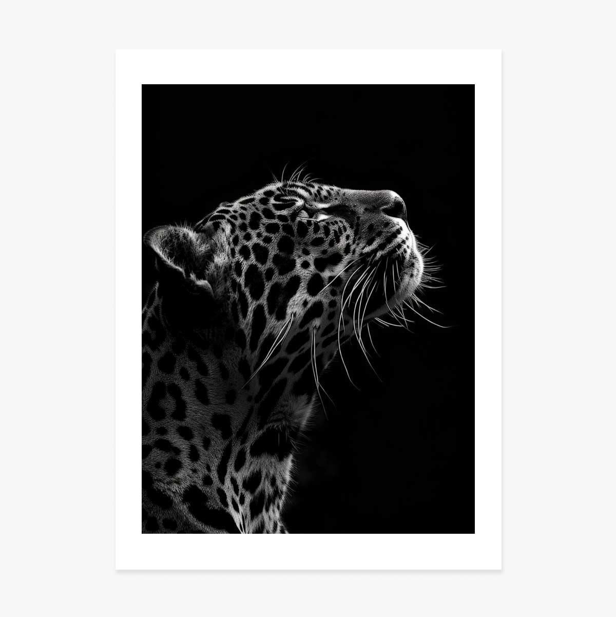 Poster Black and White Jaguar