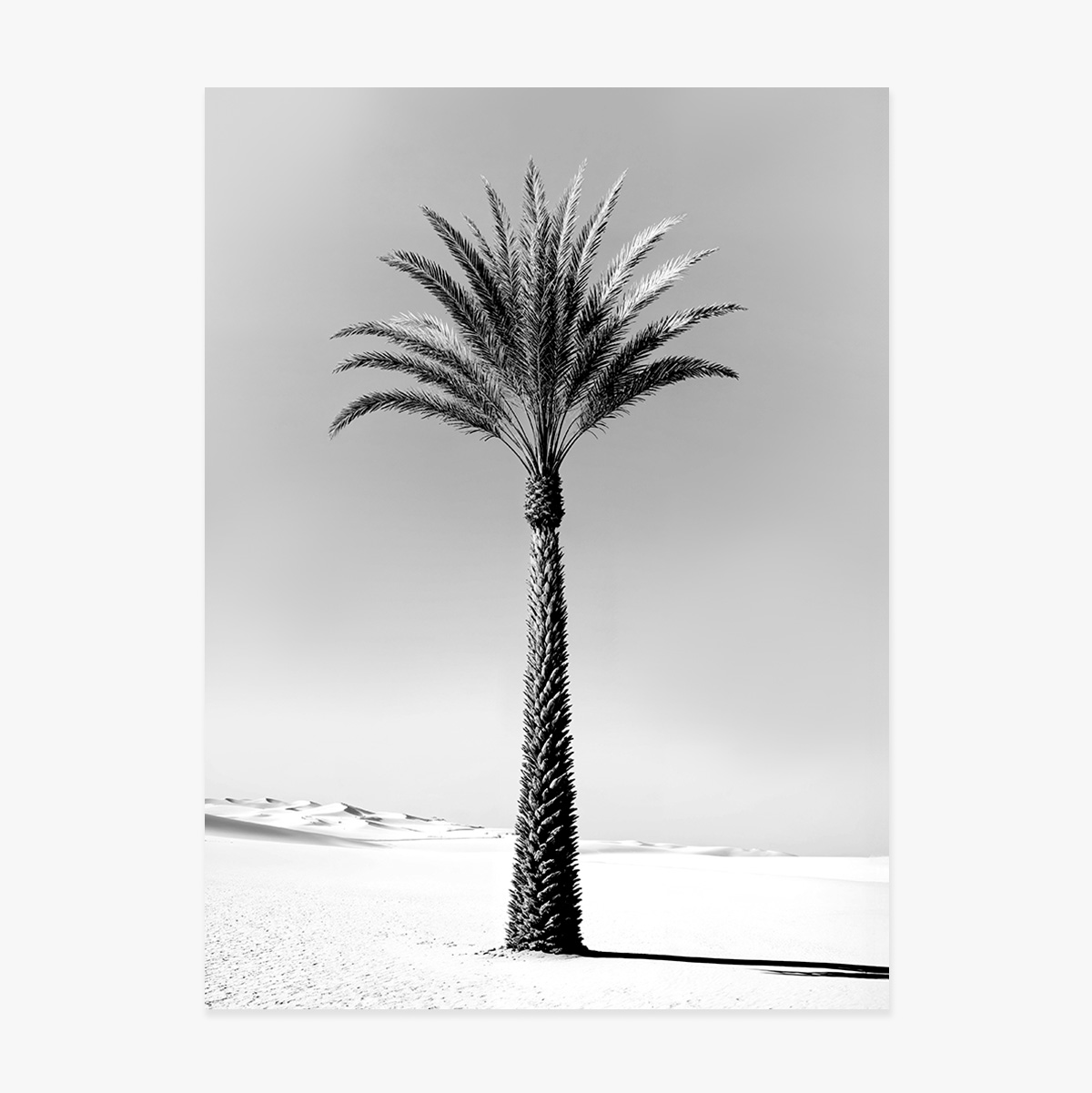 Black and white palm tree poster