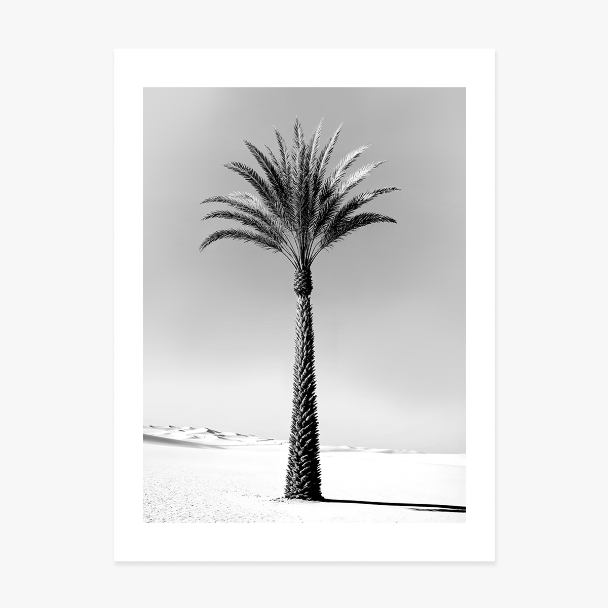 Black and white palm tree poster