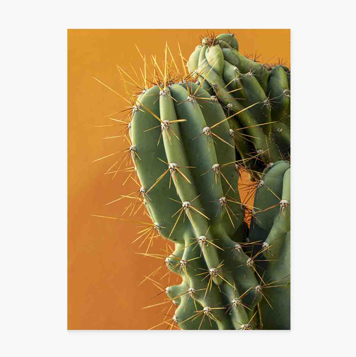 Cactus poster with colourful background