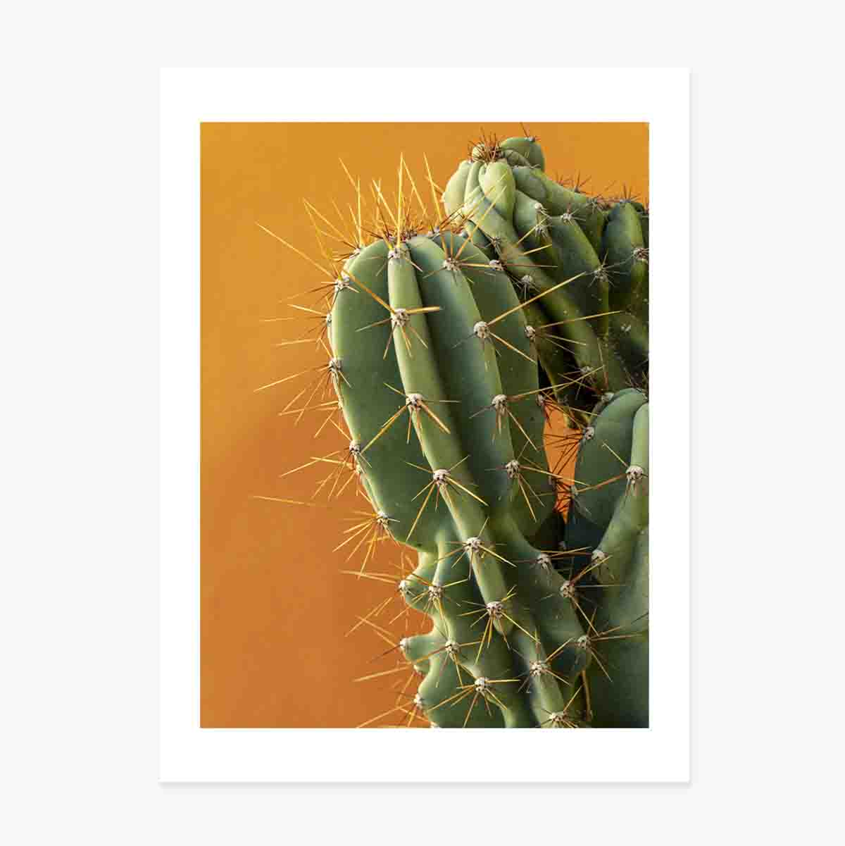 Cactus poster with colourful background
