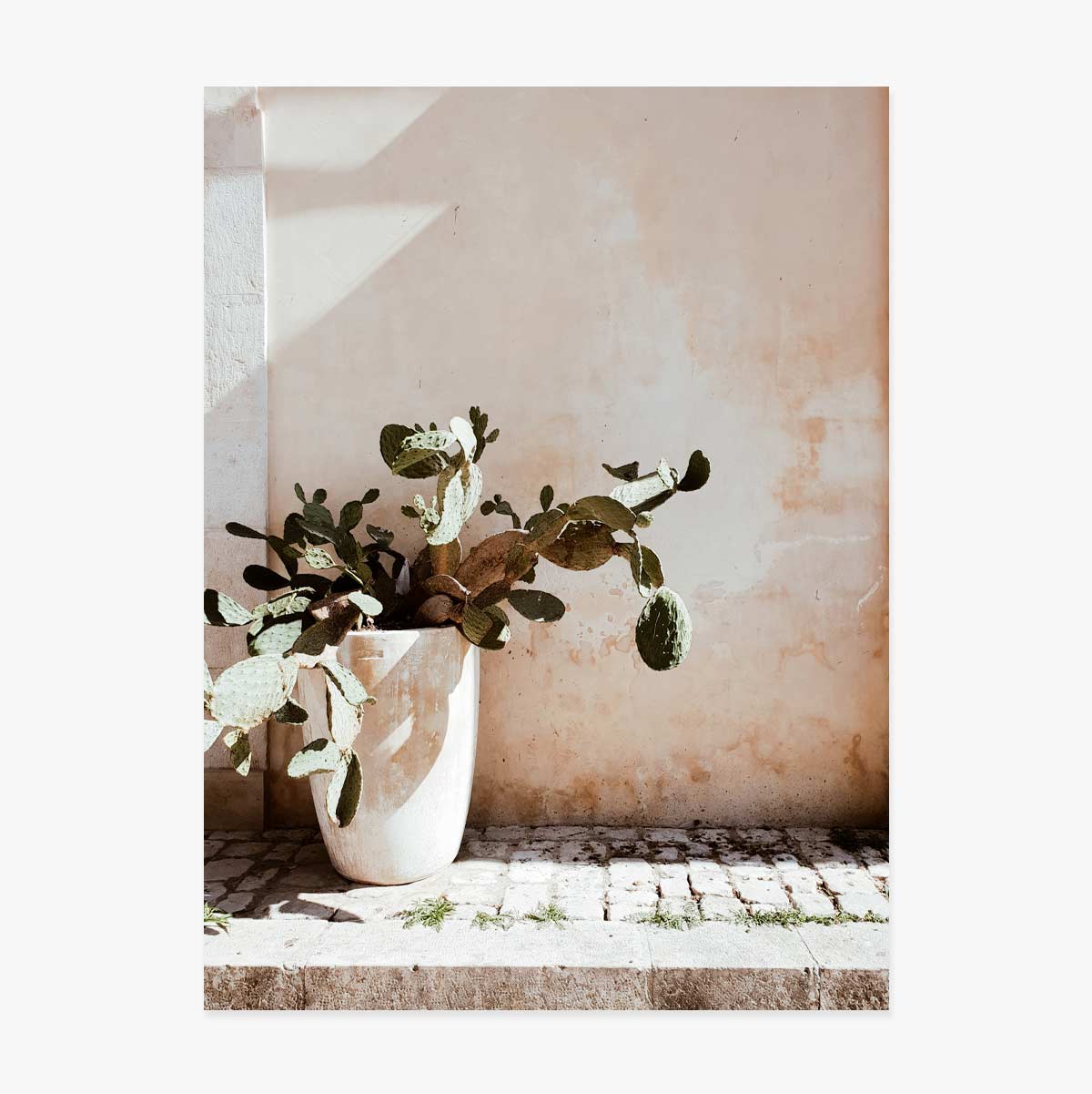 Cactus Poster