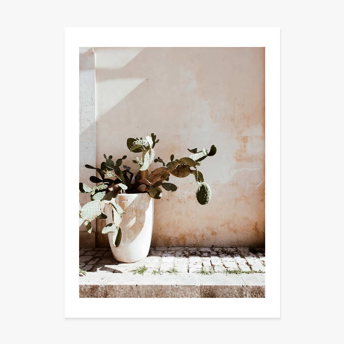 Cactus Poster