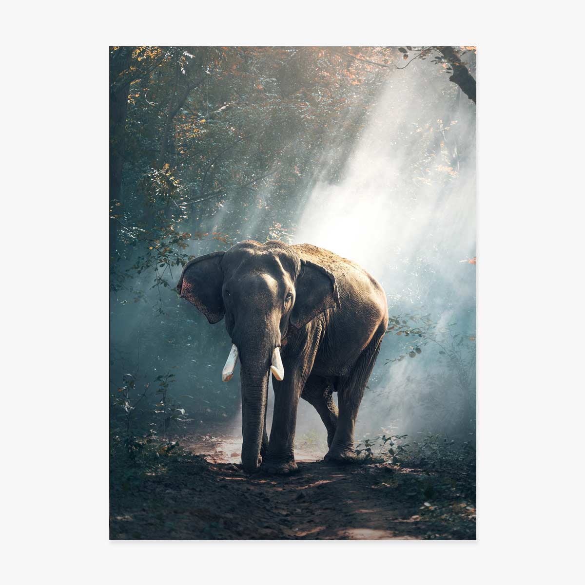 Poster Elefant