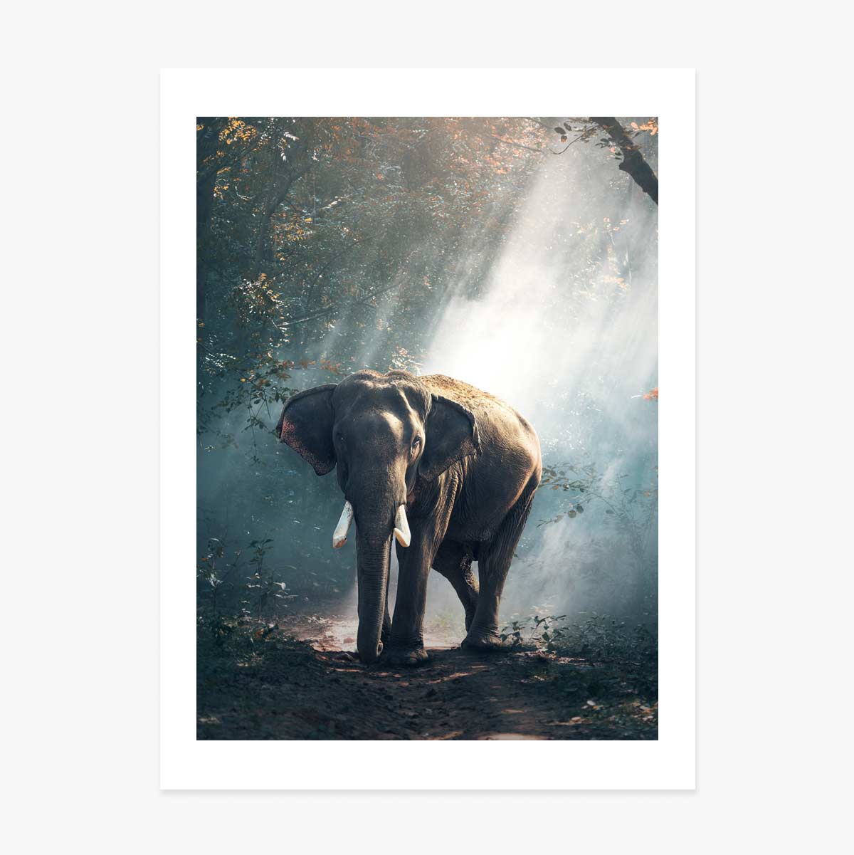 Poster Elefant