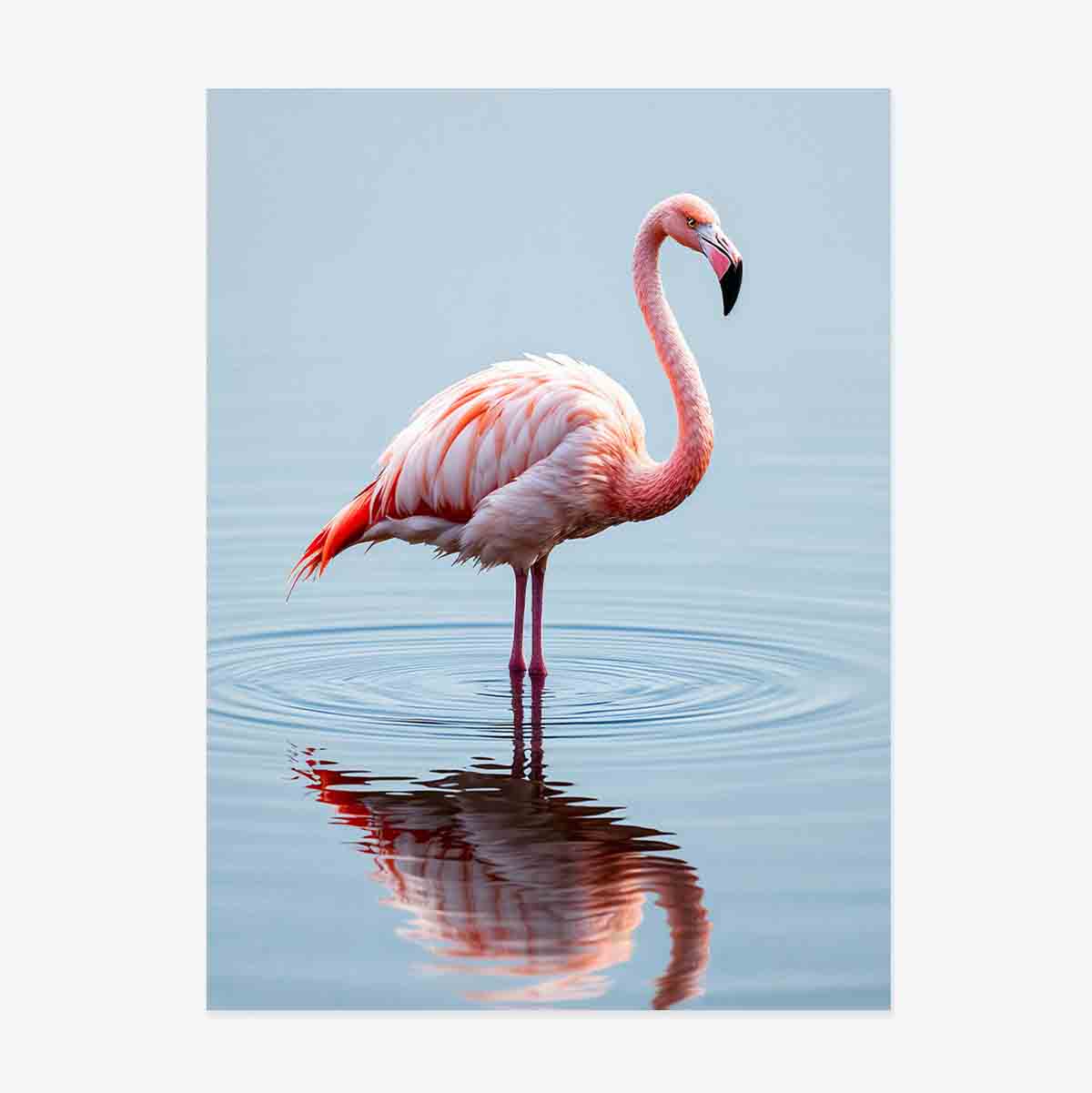 Flamingo Poster