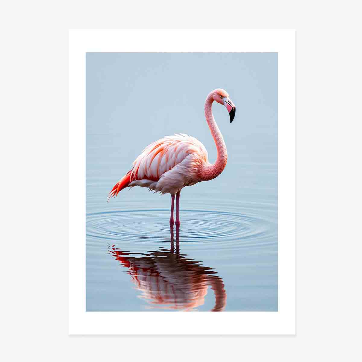 Flamingo Poster