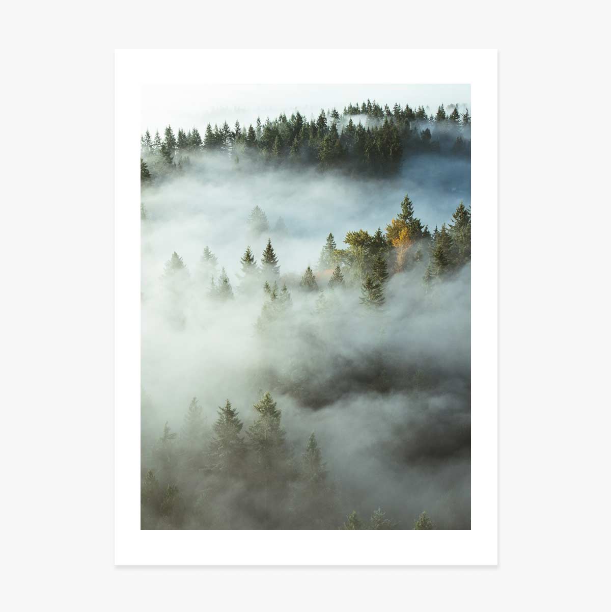 Poster Forest In Mist