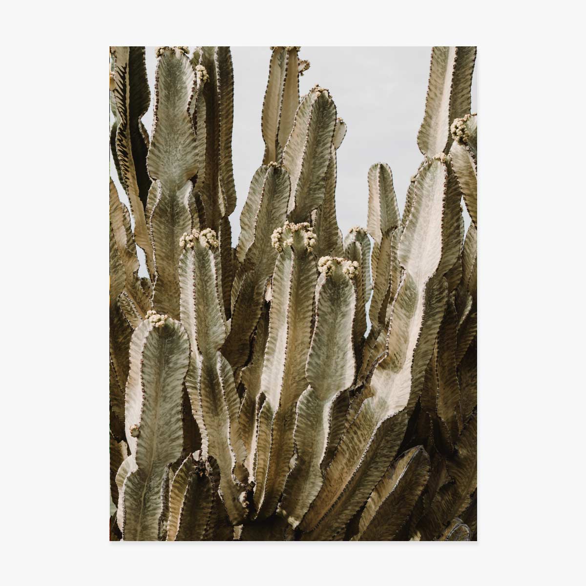 Poster green cactus