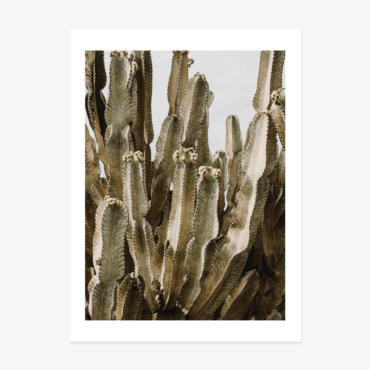 Poster green cactus
