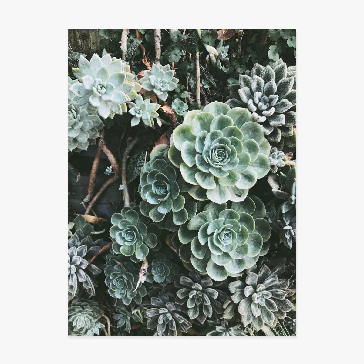 Green Plants Poster