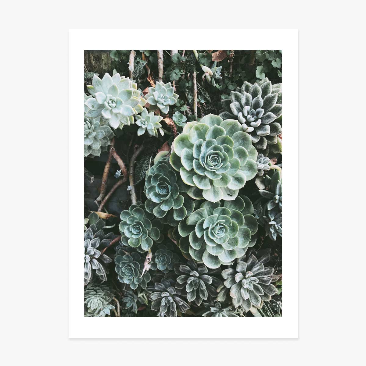 Green Plants Poster