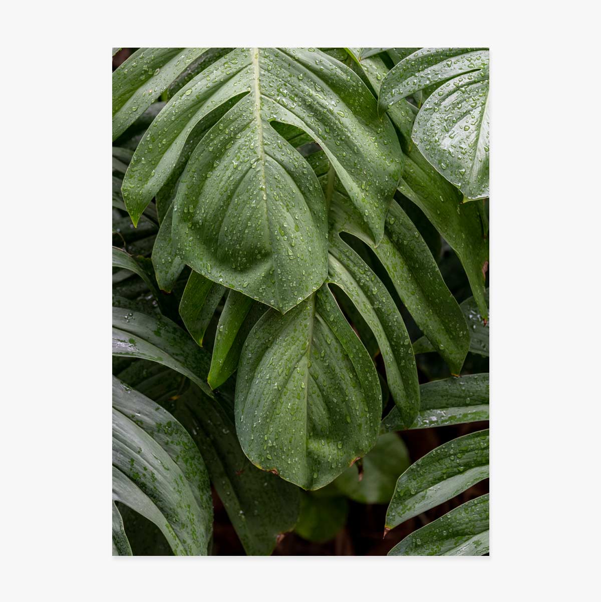 Poster Monstera