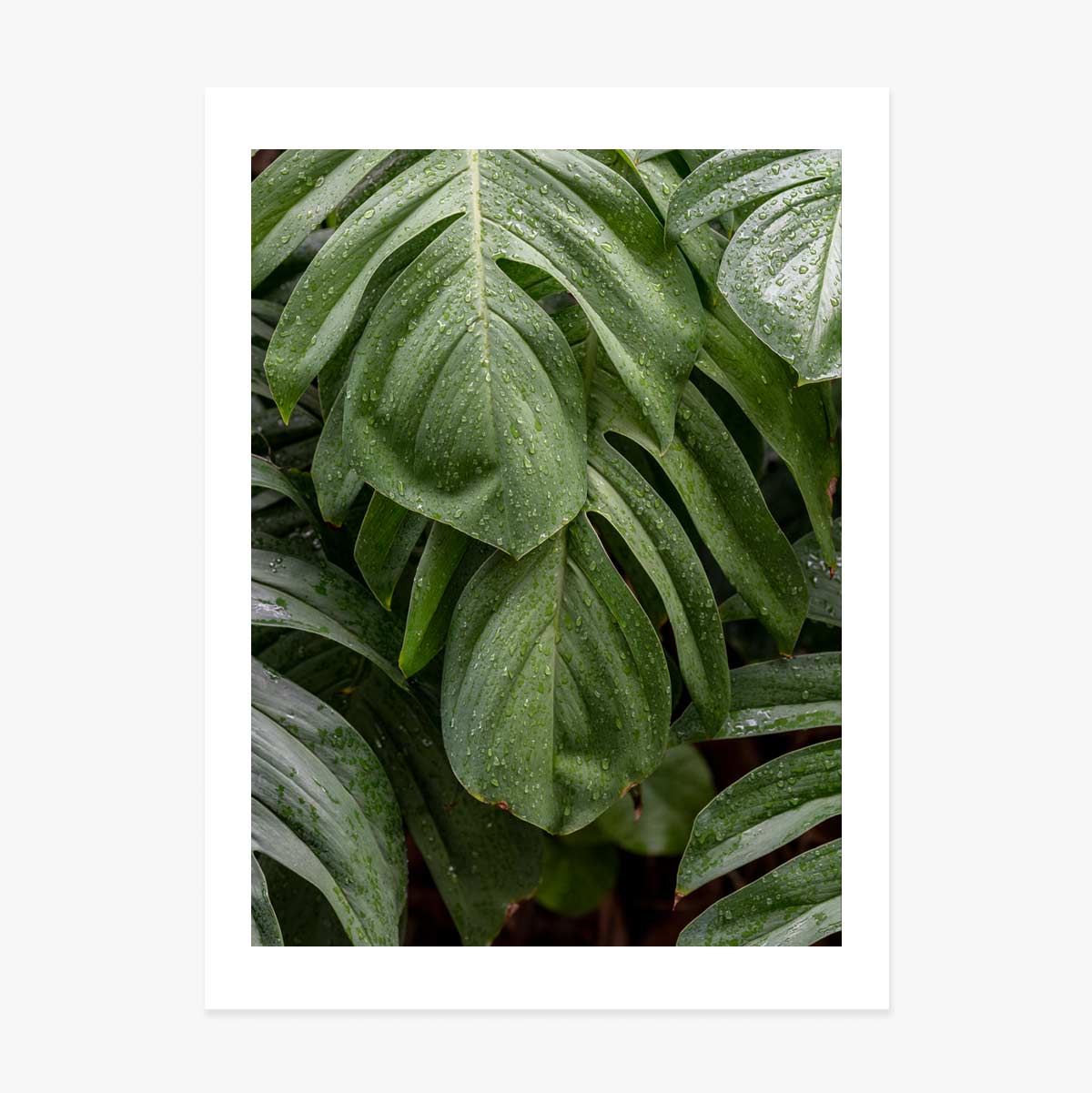 Poster Monstera