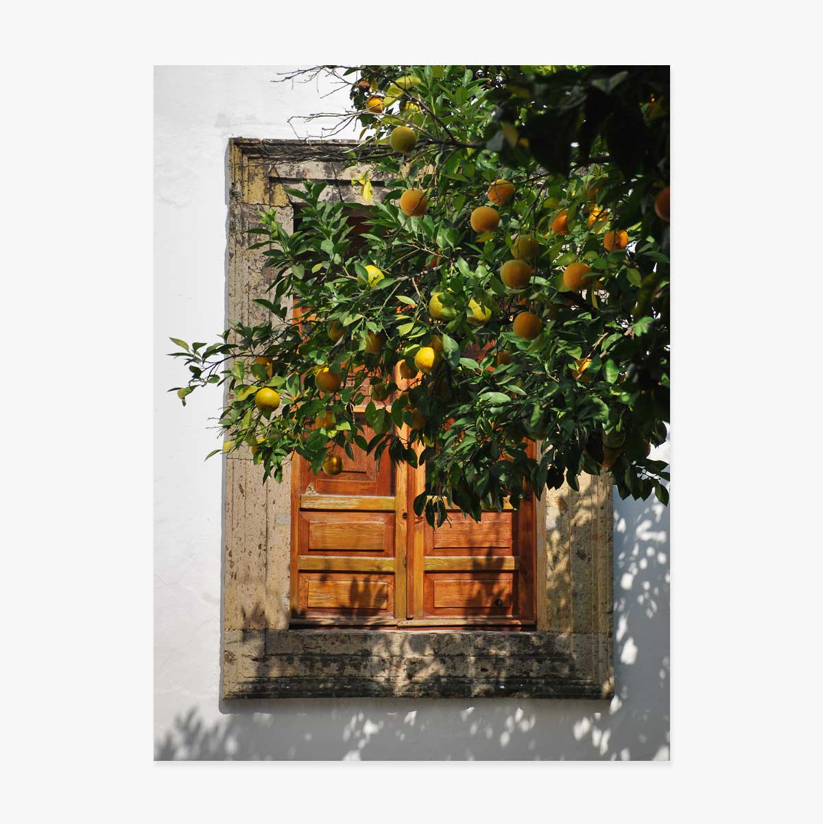 Poster Orange tree