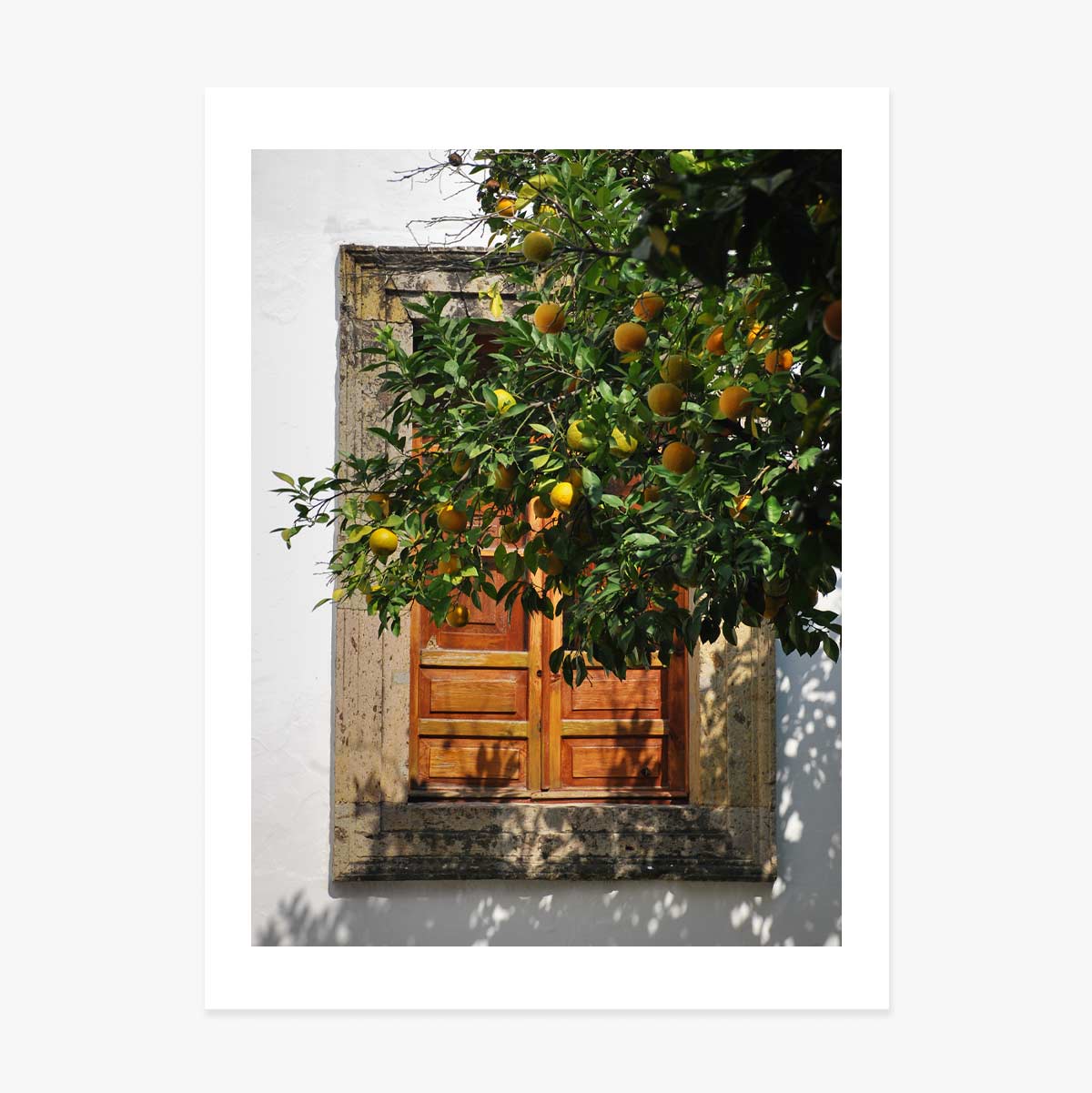 Poster Orange tree