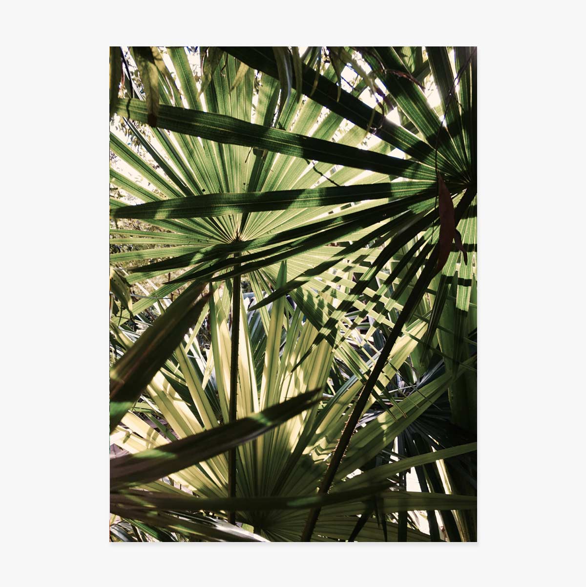 Poster palm tree