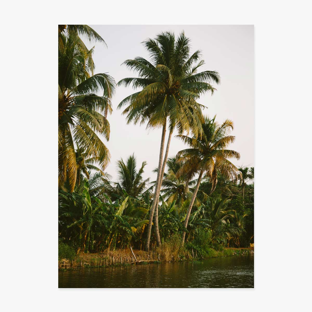 Poster Palm Trees 