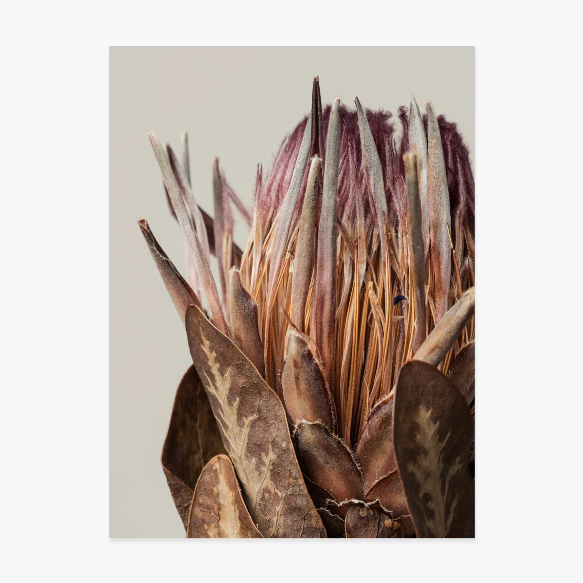 Pink protea poster