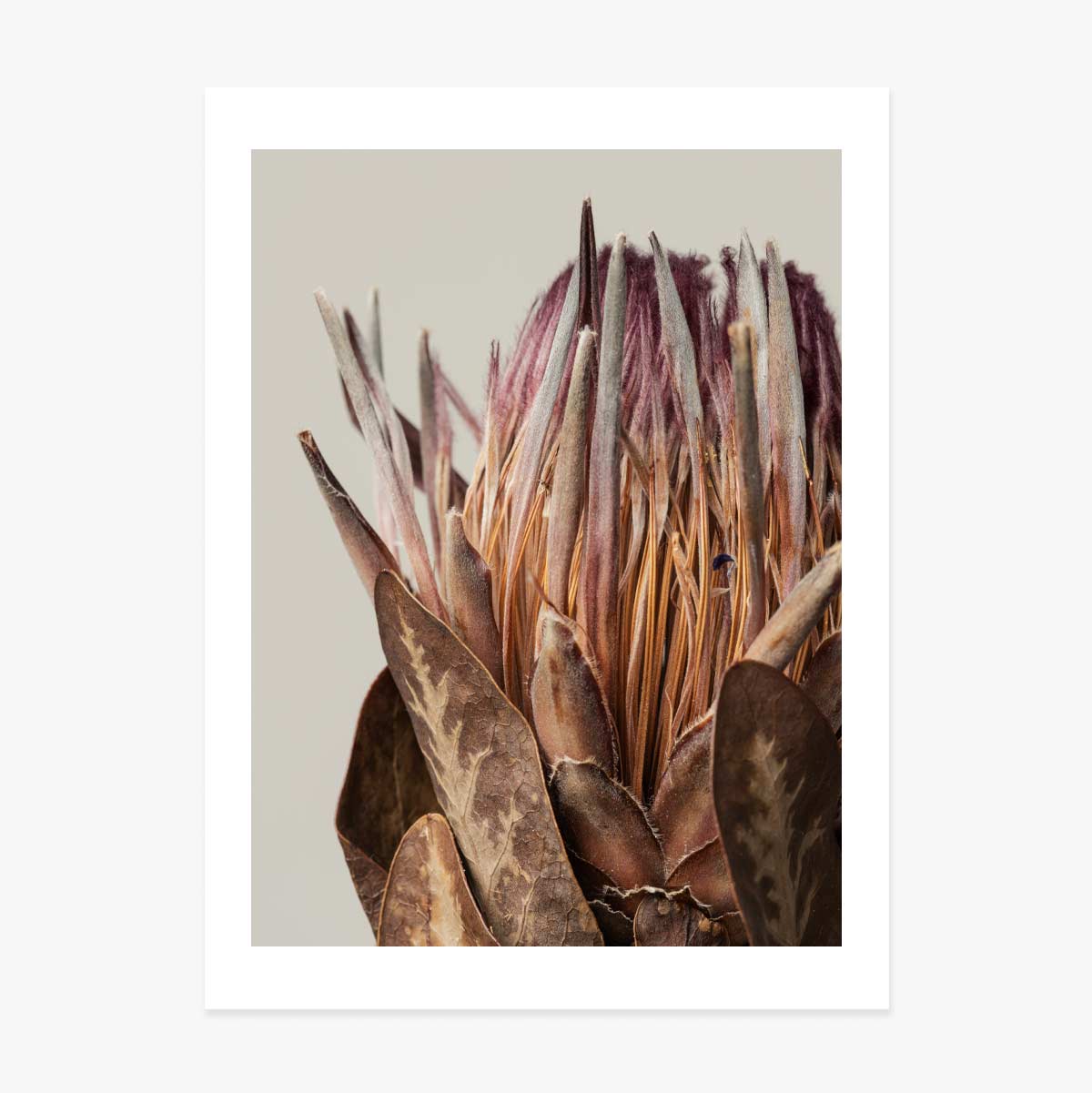 Pink protea poster