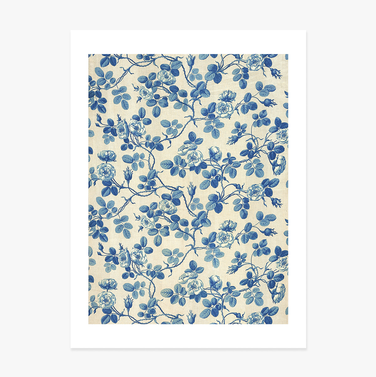 Poster Plante albastre