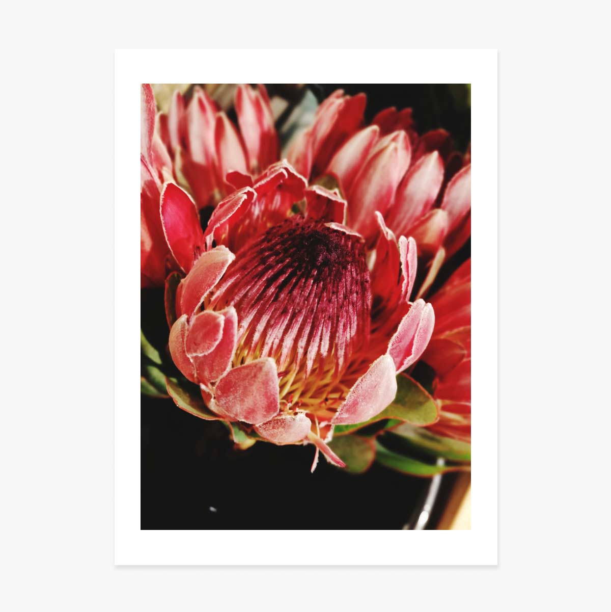 Poster Red Flower