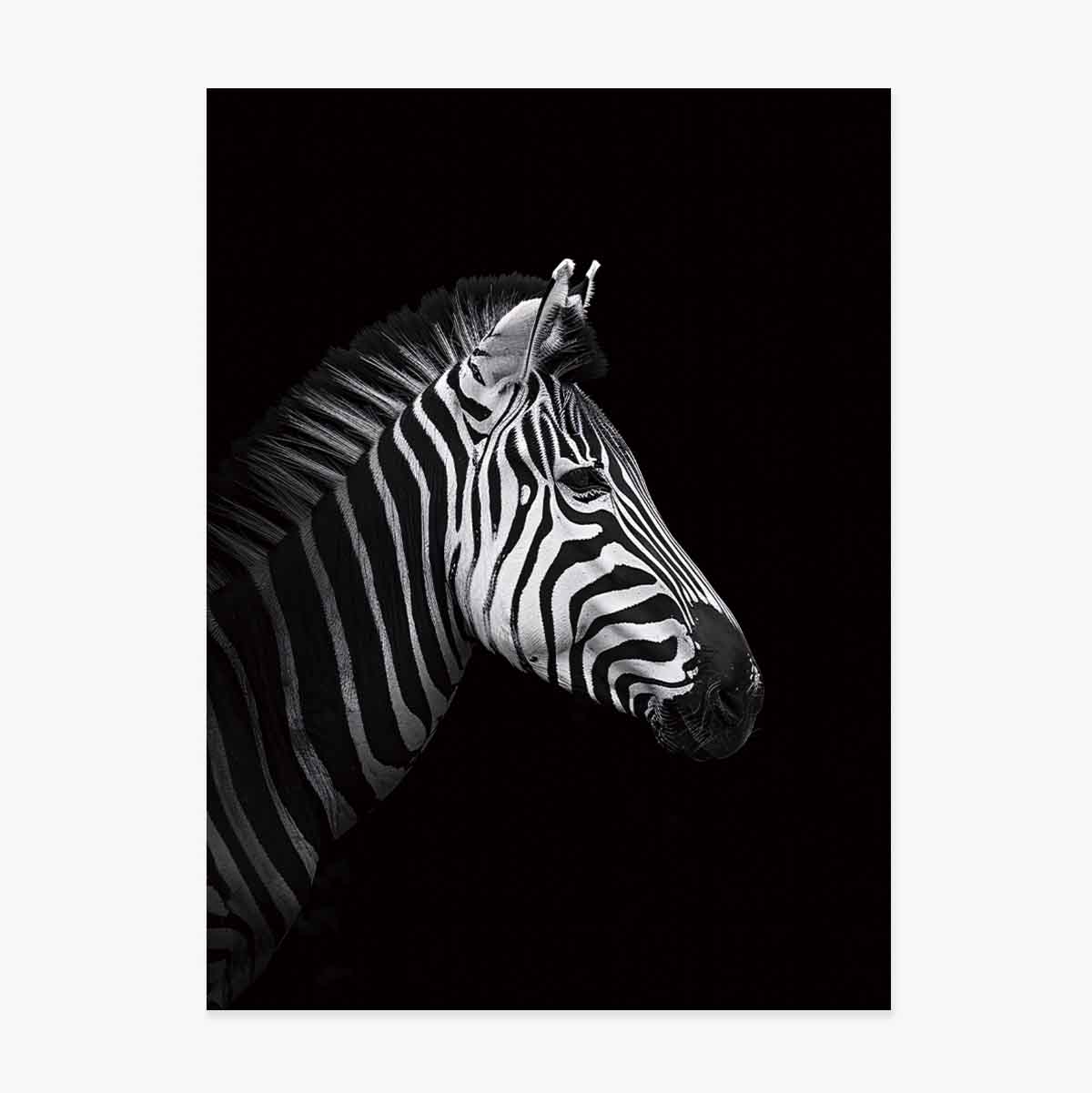 Zebra Poster