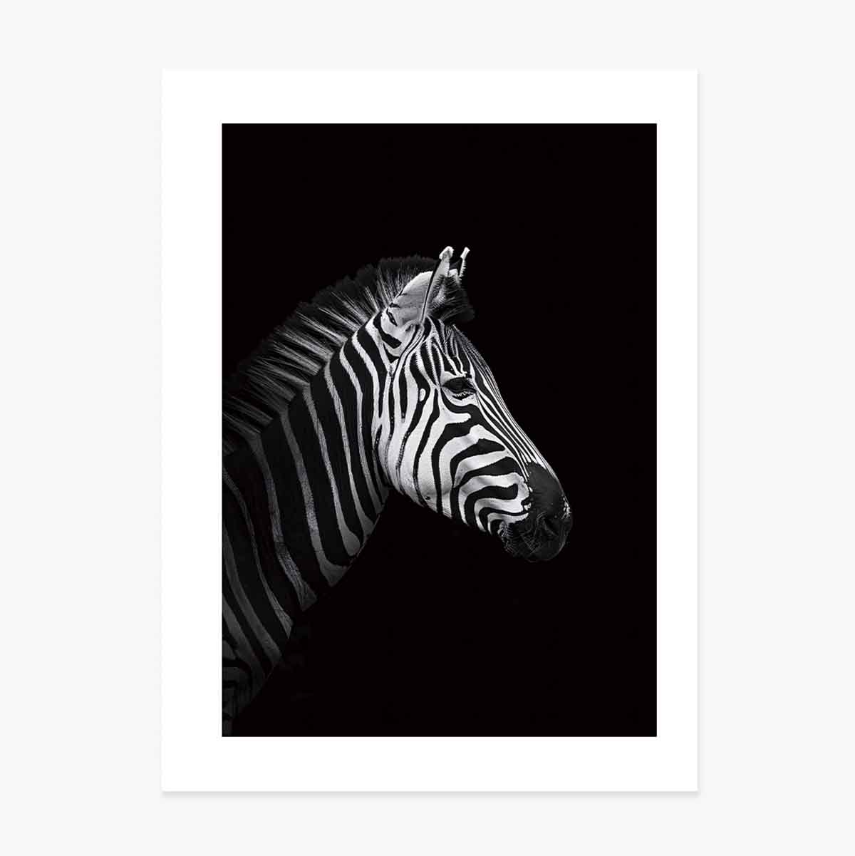 Zebra Poster